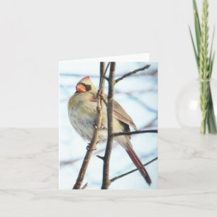 Cardinal - Blank Greeting Card