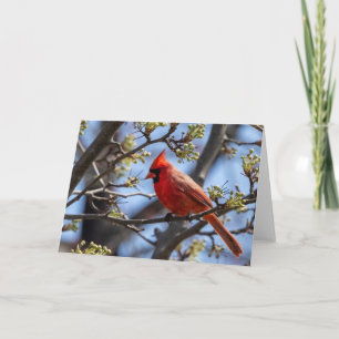 Cardinal Blank Note Card
