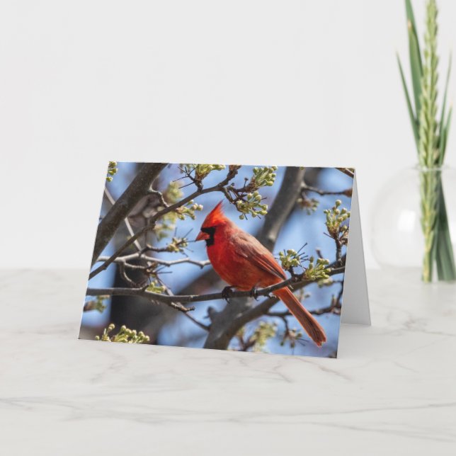Cardinal Blank Note Card (Front)