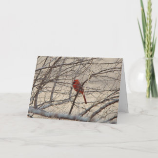 Cardinal/Blue Jay, Let Heaven and Nature Sing Holiday Card