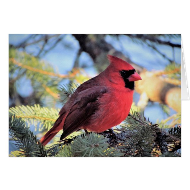 Cardinal Card for everyday notes (Front Horizontal)