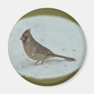 Cardinal (Cardinalis cardinalis) Female Songbird Magnet