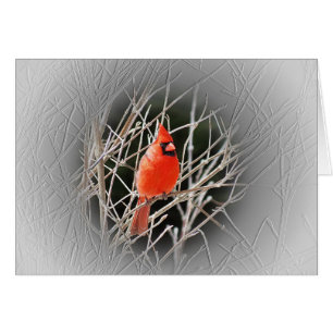 Cardinal Centred - Bird