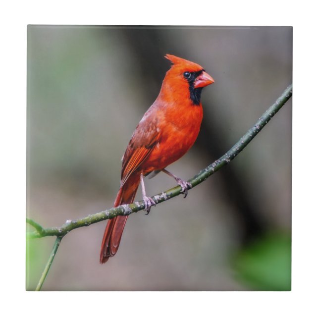 Cardinal Ceramic Photo Tile (Front)
