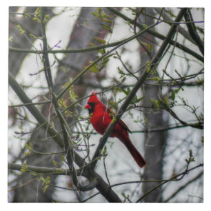 Cardinal Ceramic Tile