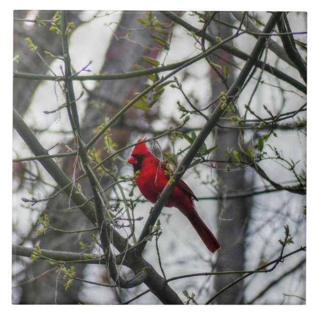 Cardinal Ceramic Tile (Front)
