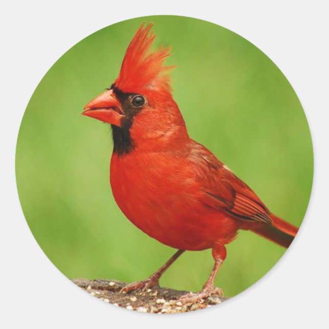 Cardinal Classic Round Sticker (Front)