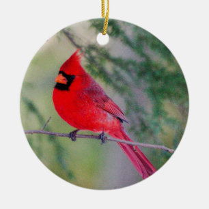 Cardinal Contrast Ceramic Ornament