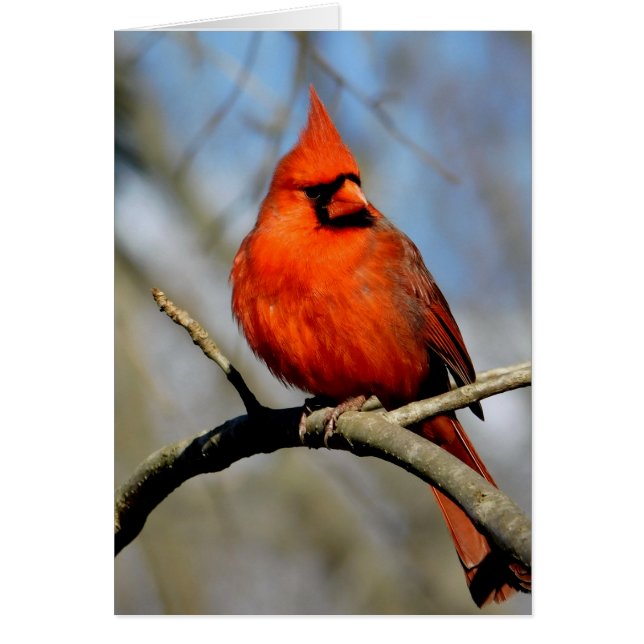 Cardinal Crest Card (Front)