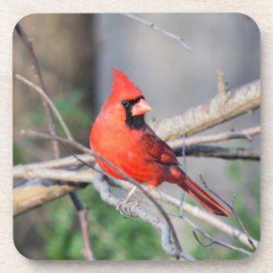 Cardinal Crest Coaster