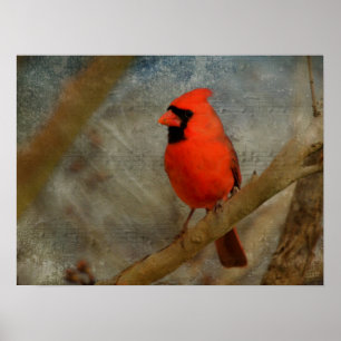 Cardinal Digital Art Poster
