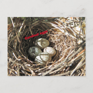 Cardinal Eggs Postcard
