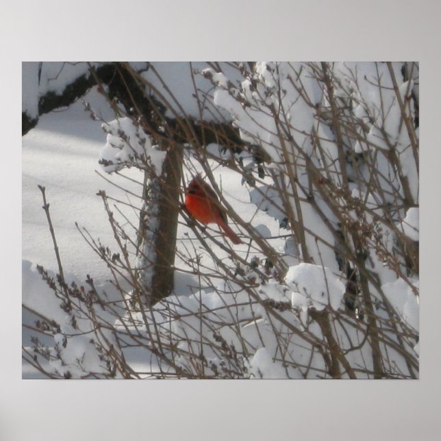 Cardinal Enjoying The Snow Poster (Front)
