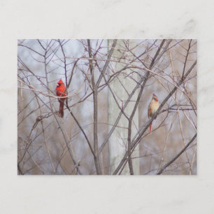 Cardinal family postcard