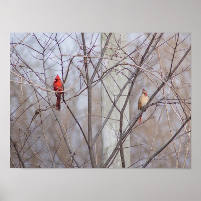 Cardinal family poster (Front)