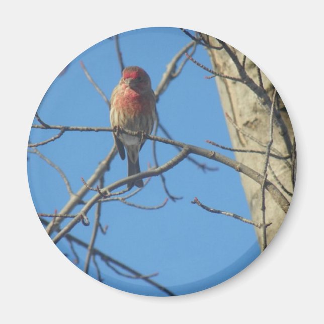 Cardinal Female/Bird Magnet (Front)