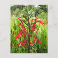 Cardinal Flower, Lobelia cardinalis