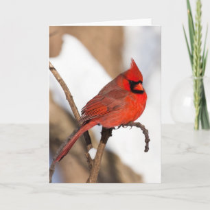 Cardinal Greeting Card