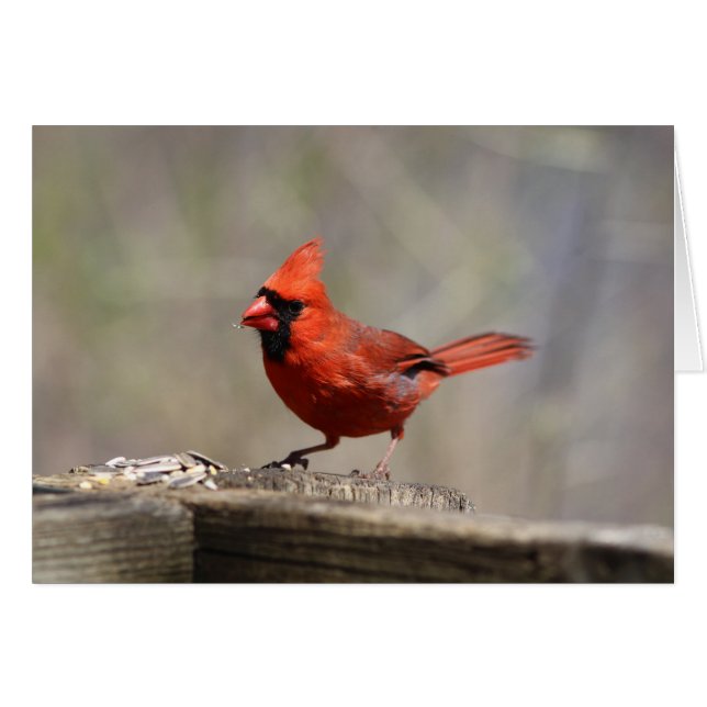 Cardinal greeting card (Front Horizontal)