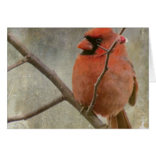 Cardinal Grunge