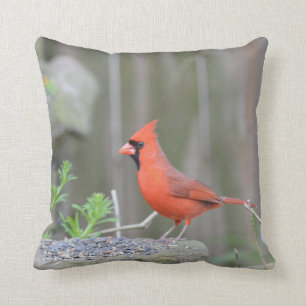 Cardinal guarding its stash! cushion