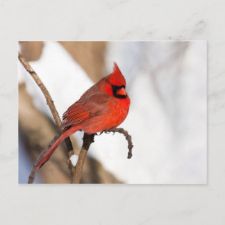 Cardinal II Postcard