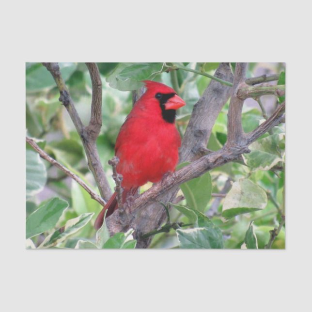 Cardinal in a Lemon Tree  - Tissue Paper (Front)