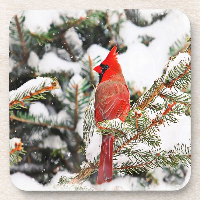Cardinal in a pine tree coaster (Front)