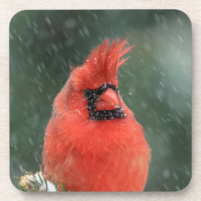 Cardinal in a pine tree during a snow storm coaster (Front)