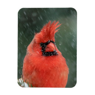 Cardinal in a pine tree during a snow storm magnet