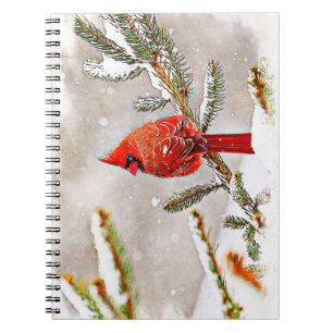 Cardinal in a pine tree in winter notebook