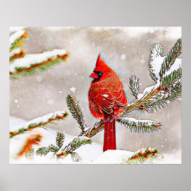 Cardinal in a pine tree in winter poster (Front)