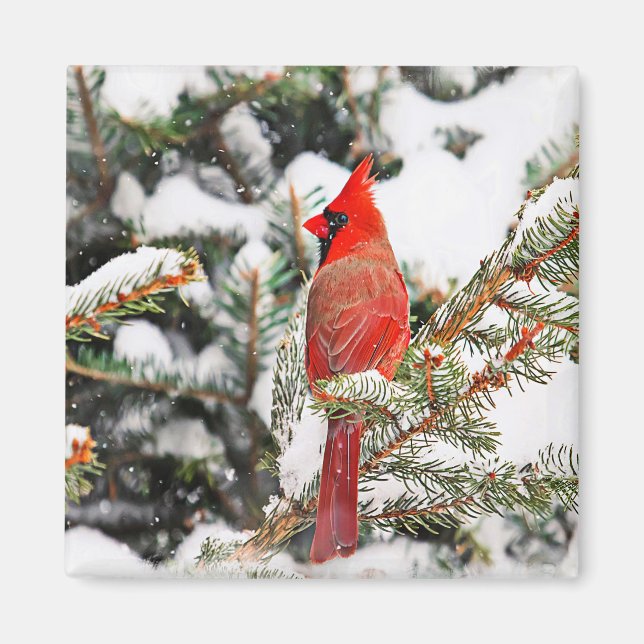 Cardinal in a pine tree magnet (Front)