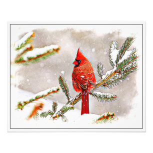 Cardinal in a pine tree photo print