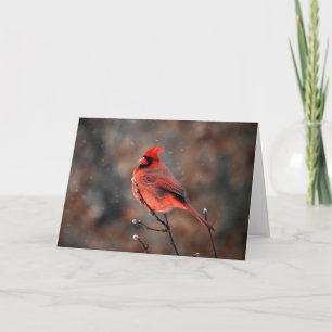 Cardinal in a Snowstorm Note Card