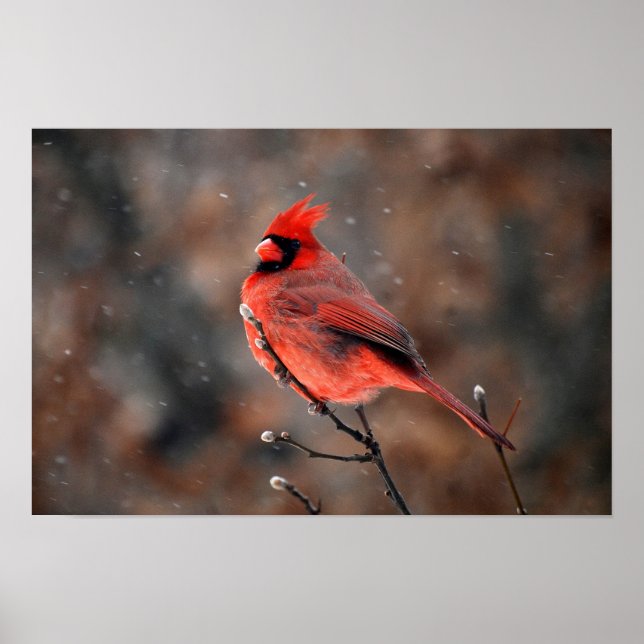 Cardinal in a Snowstorm Poster (Front)