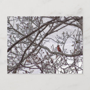 Cardinal in a Tree Postcard