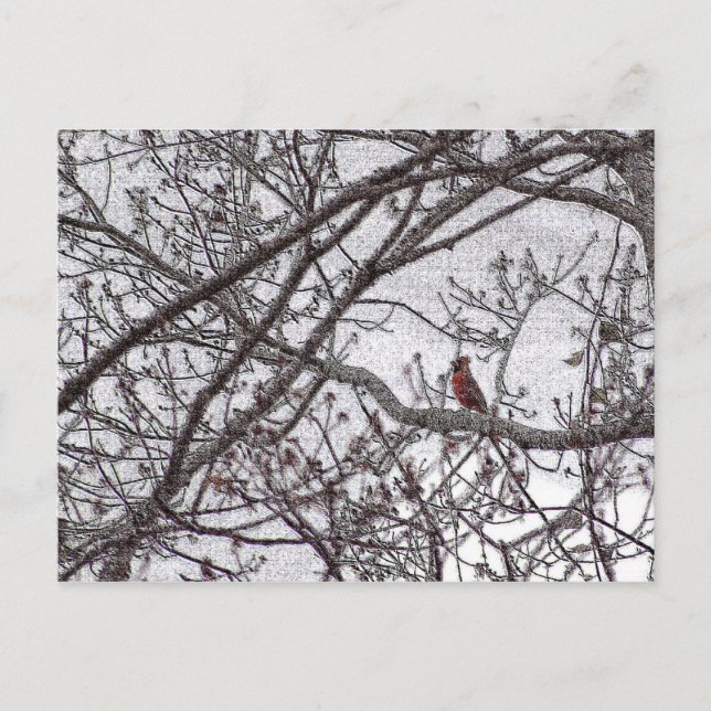 Cardinal in a Tree Postcard (Front)