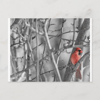 Cardinal in a tree postcard