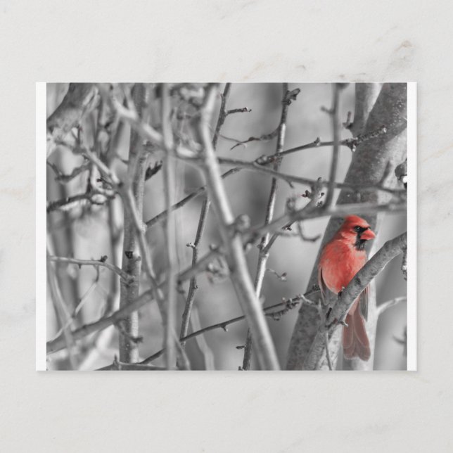 Cardinal in a tree postcard (Front)