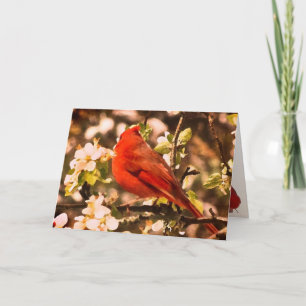 Cardinal in Apple Blossoms Birthday Card