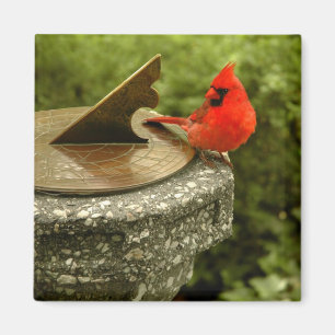 Cardinal in Central Park Magnet