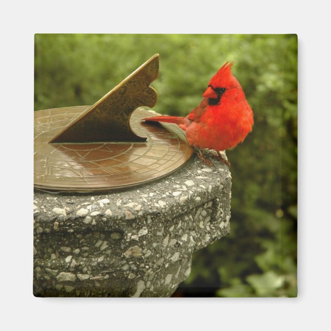 Cardinal in Central Park Magnet (Front)