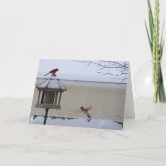 Cardinal in Flight Holiday Card