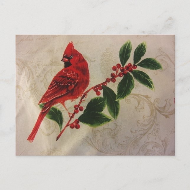 Cardinal in Holly Bush Postcard (Front)