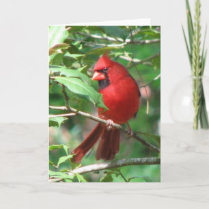 Cardinal in Holly Card