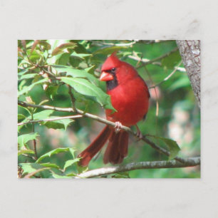 Cardinal in Holly Postcard