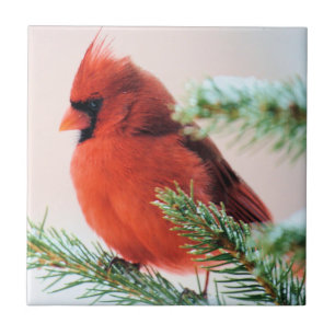 Cardinal in Snow Dusted Fir Ceramic Tile