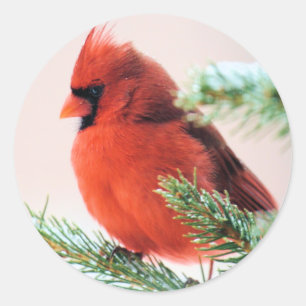 Cardinal in Snow Dusted Fir Classic Round Sticker