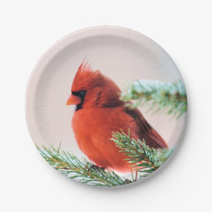 Cardinal in Snow Dusted Fir Tree Paper Plate
